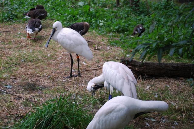 Artis 059.jpg